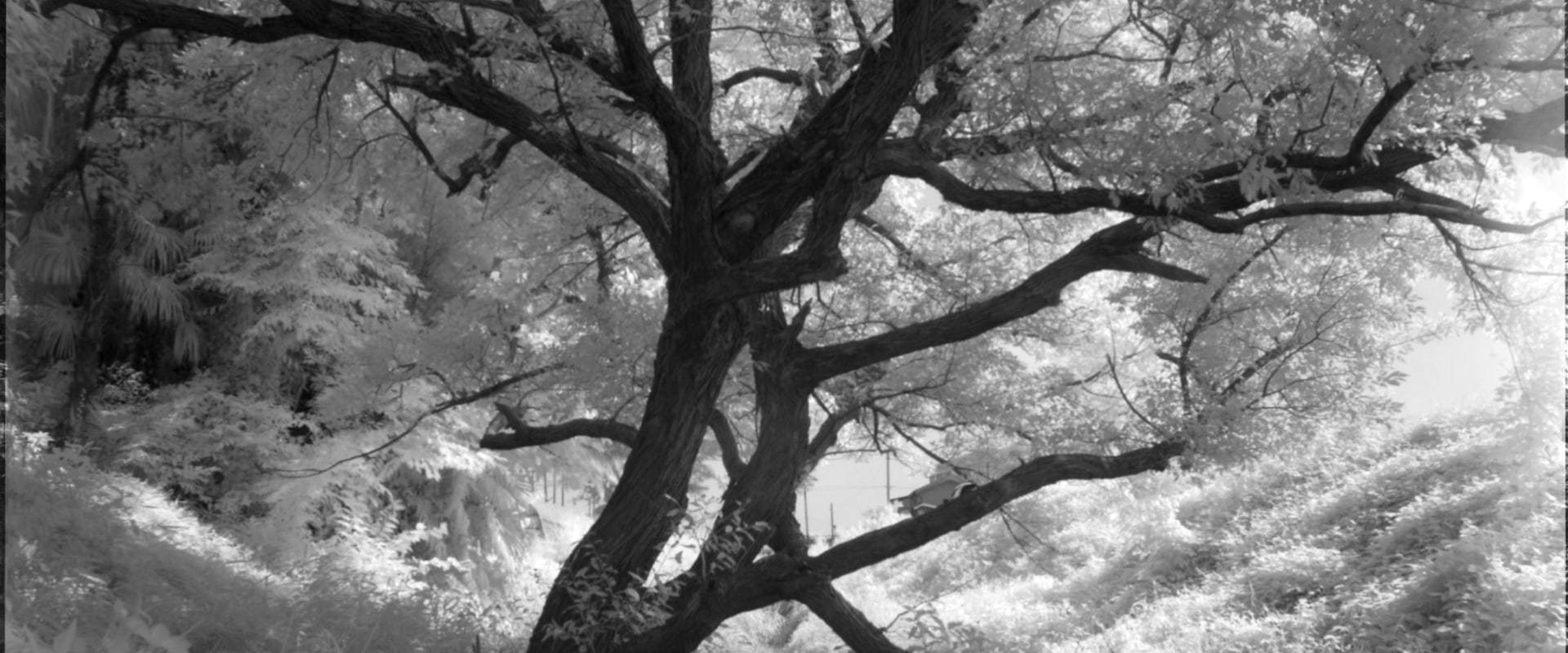 What is an Infrared Filter and How Does It Work?