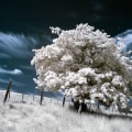 Choosing the Perfect Filter for Infrared Photography