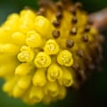 Close-up Filters vs Extension Tubes: Which is Better?