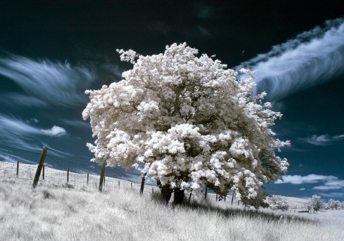 Choosing the Perfect Filter for Infrared Photography